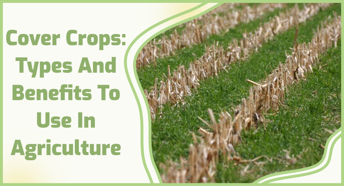 Types and benefits of cover crops
