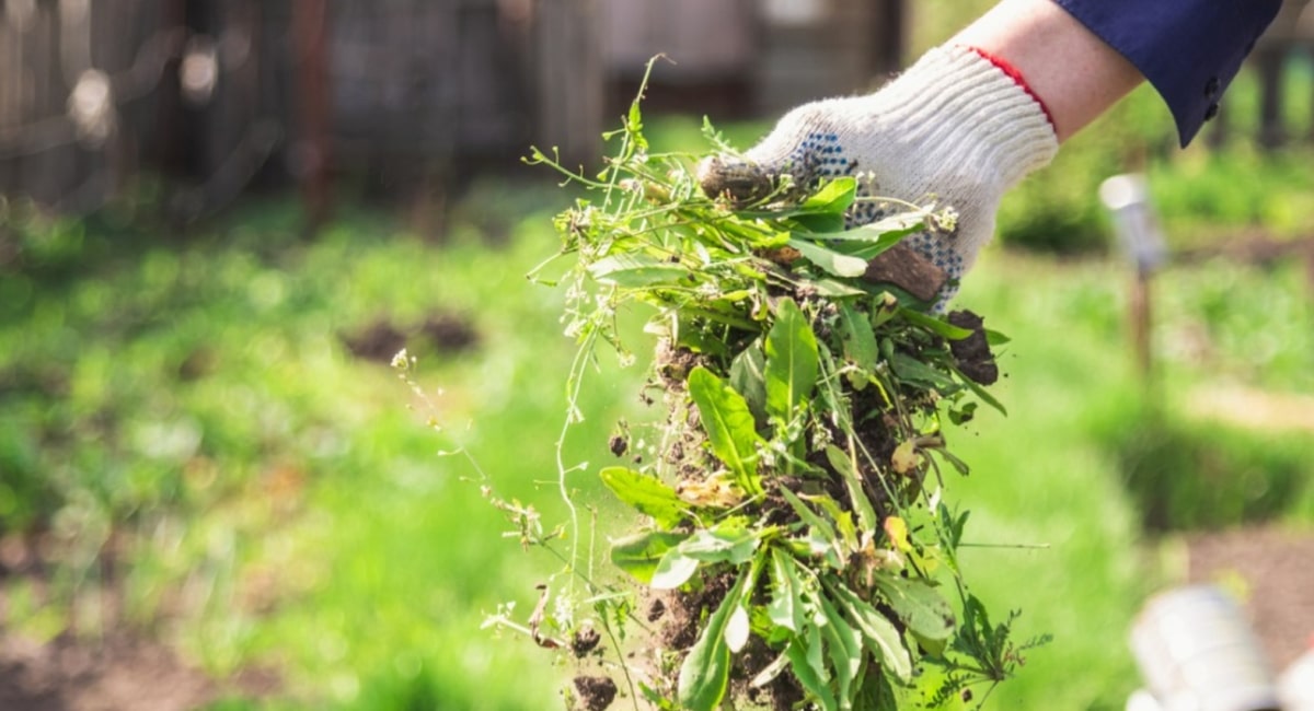 Weed Control Guide, Literature and Updates