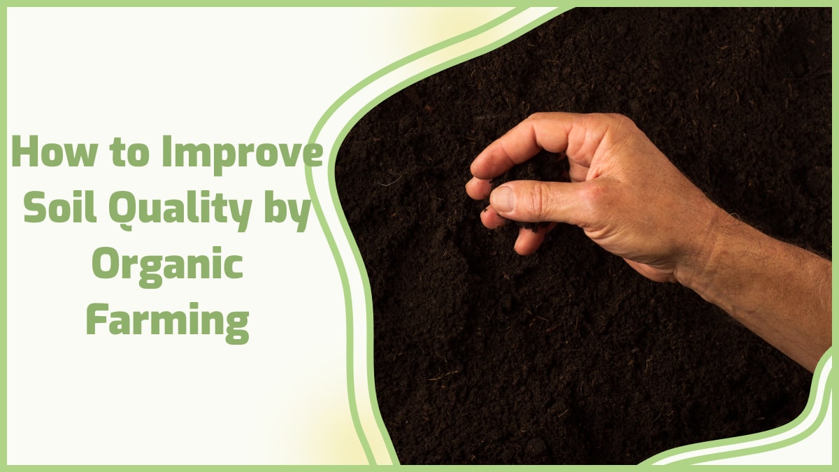 Soil Quality with Organic Farming