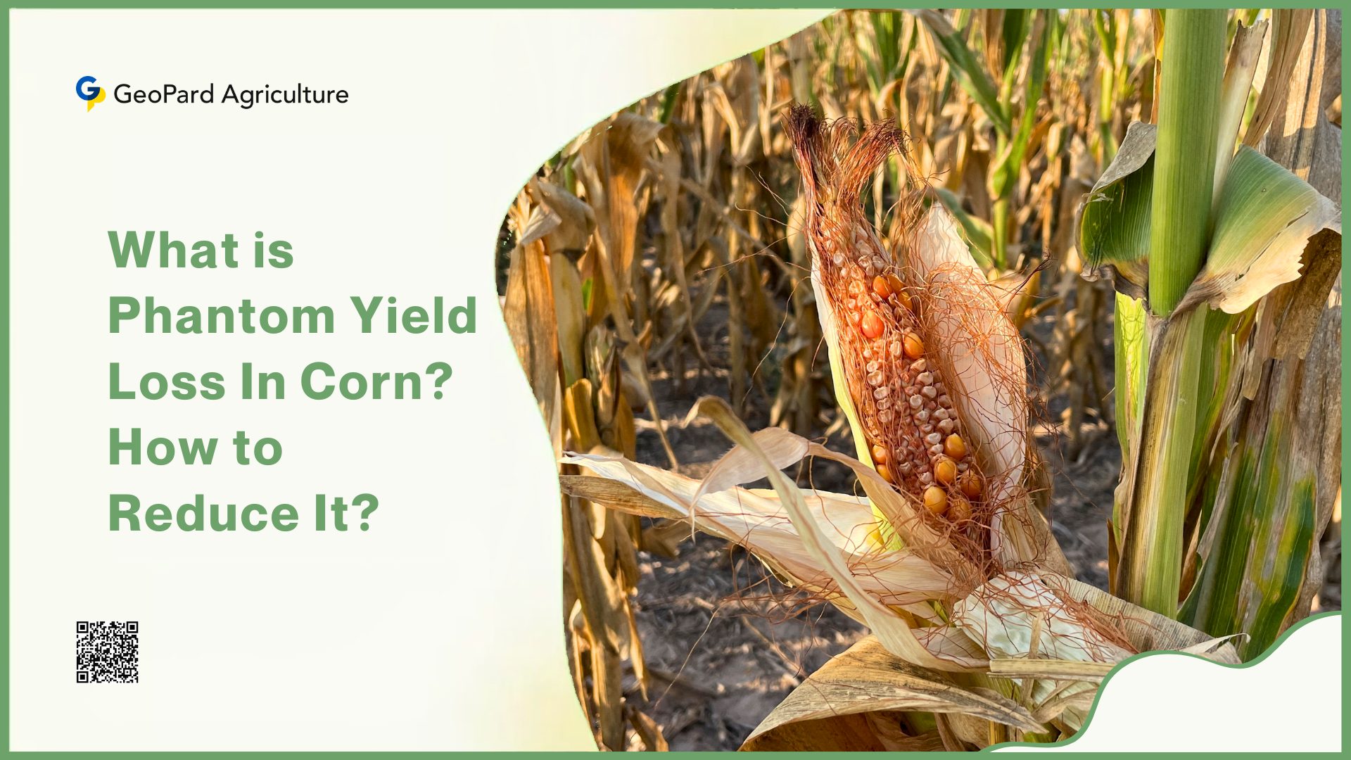 What is Phantom Yield Loss In Corn How to Reduce It