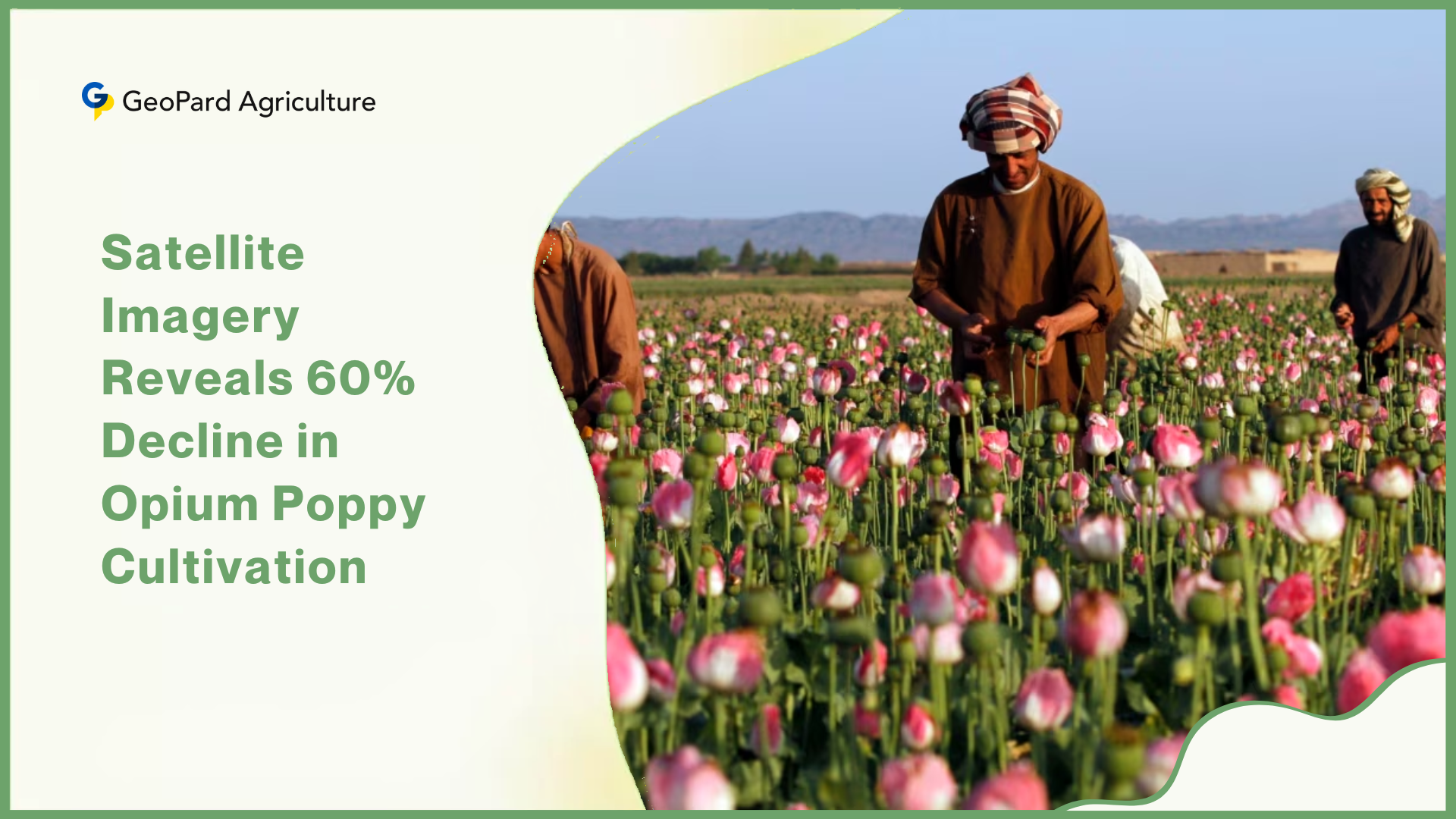 Satellite Imagery Reveals 60% Decline in Opium Poppy Cultivation