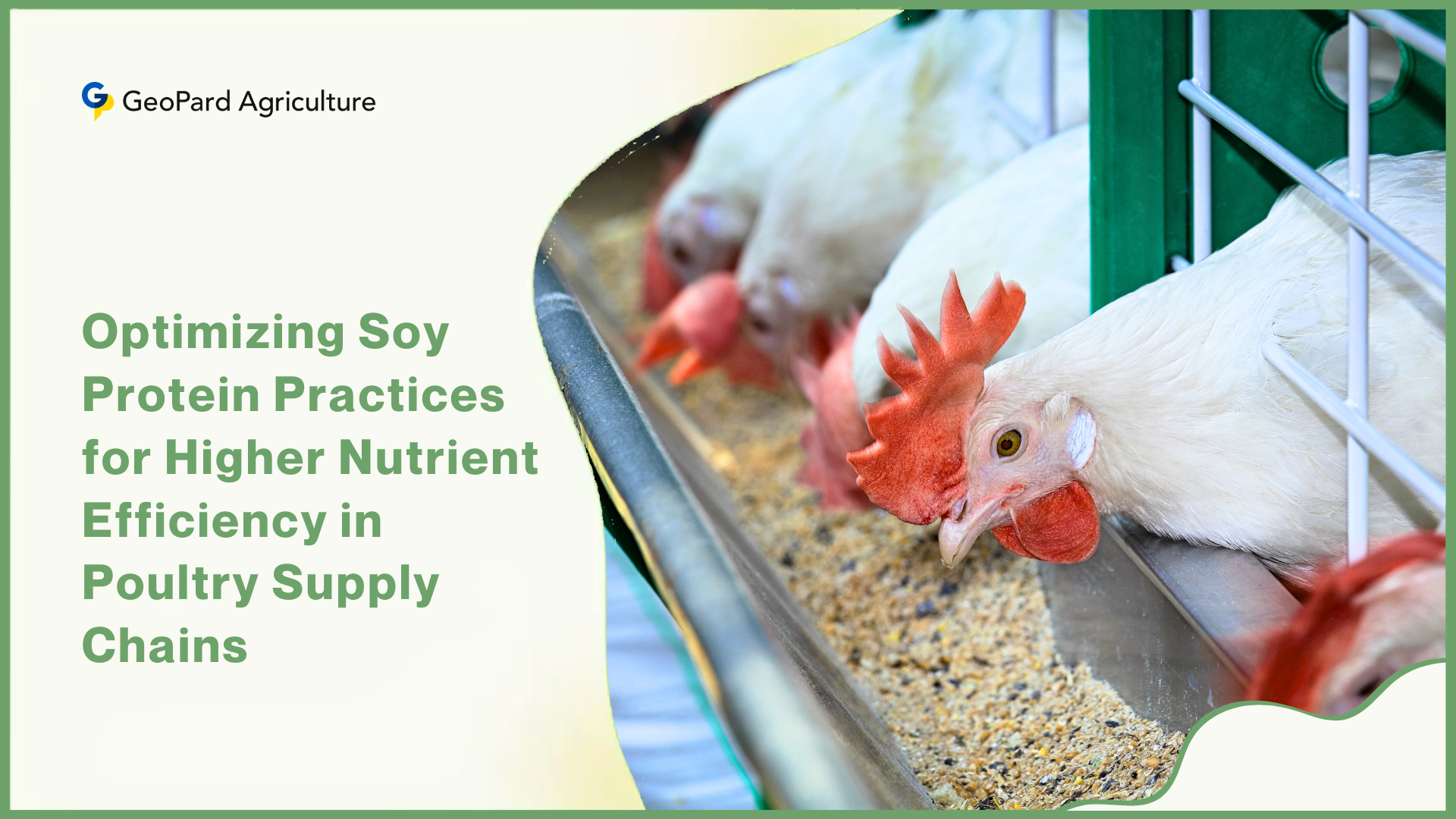 Optimizing Soy Protein Practices for Higher Nutrient Efficiency in Poultry Supply Chains