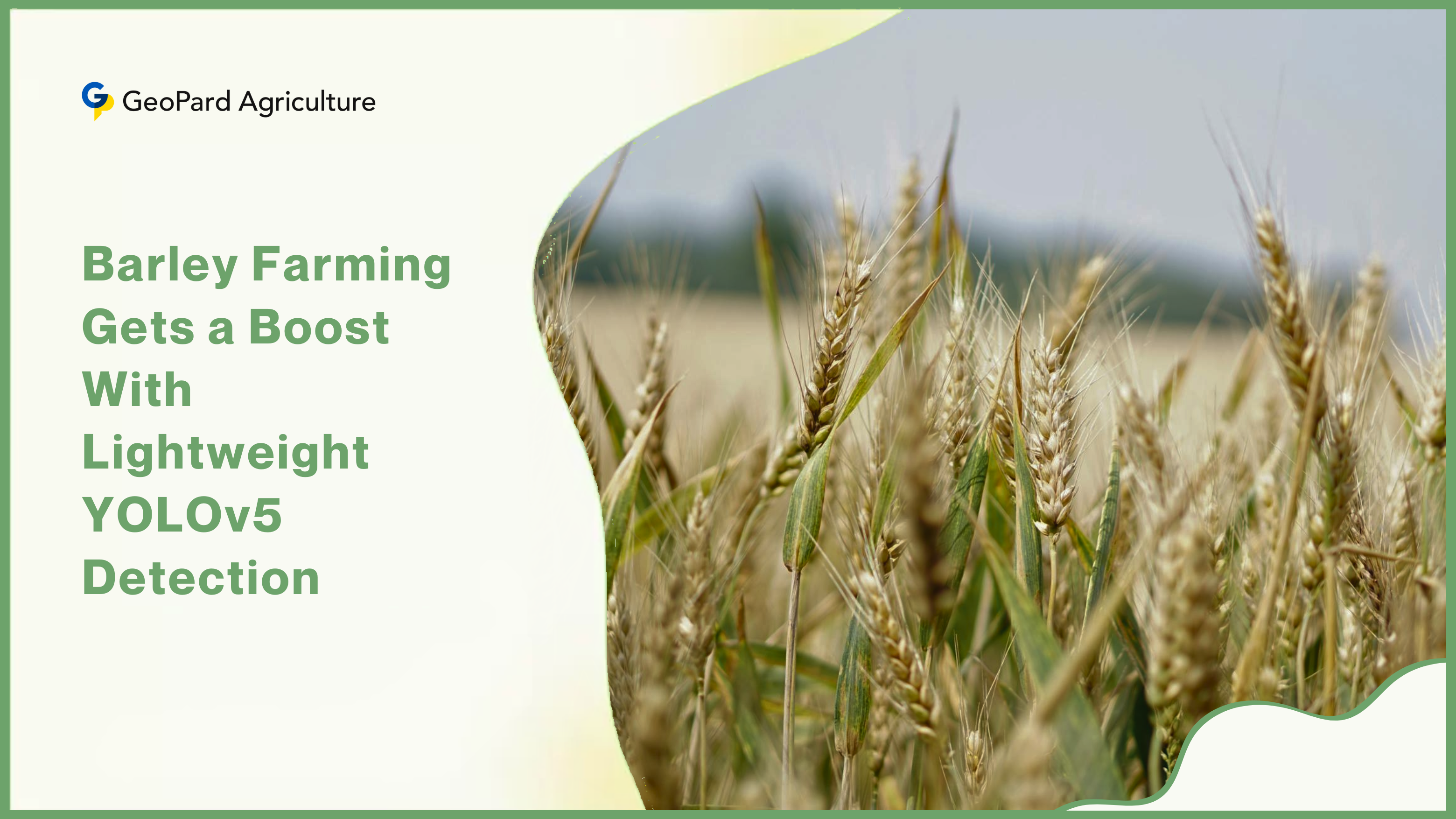 Barley Farming Gets a Boost With Lightweight YOLOv5 Detection